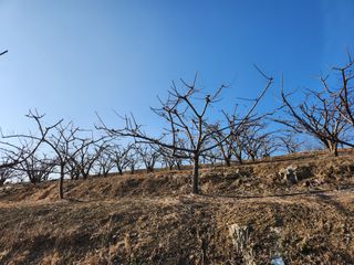 김영득님의 우리지역 대표작물 자랑하기 · 참여글 작성글 사진