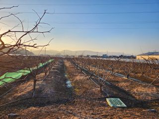 김영득님의 우리지역 대표작물 자랑하기 · 참여글 작성글 사진