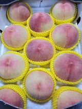 팜모닝 우리지역 대표작물 자랑하기·참여글 게시글 이미지