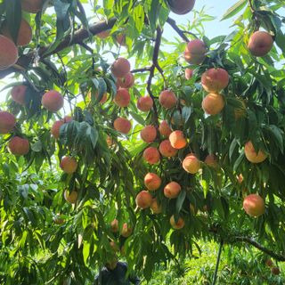 혜수기님의 우리지역 대표작물 자랑하기 · 참여글 작성글 사진