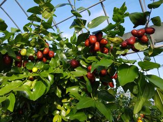 유재윤님의 우리지역 대표작물 자랑하기 · 참여글 작성글 사진