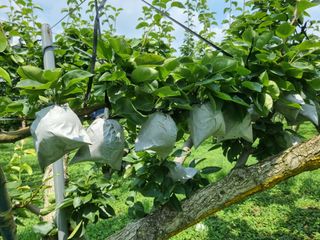 배농부(이레농원)님의 우리지역 대표작물 자랑하기 · 참여글 작성글 사진