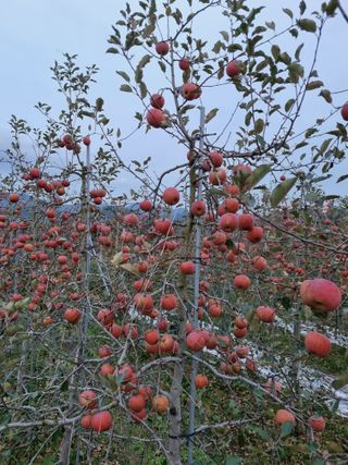 조순자님의 우리지역 대표작물 자랑하기 · 참여글 작성글 사진