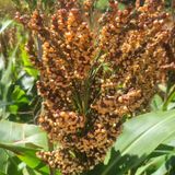 팜모닝 우리지역 대표작물 자랑하기·참여글 게시글 이미지