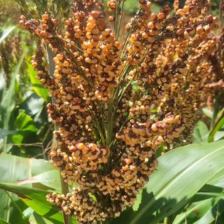 안영매(터실농장)님의 우리지역 대표작물 자랑하기 · 참여글 작성글 사진