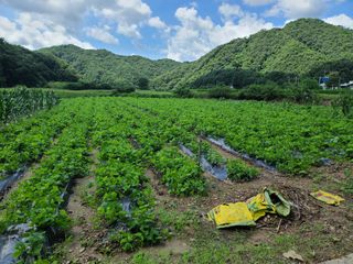 권영술님의 우리지역 대표작물 자랑하기 · 참여글 작성글 사진