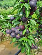 팜모닝 우리지역 대표작물 자랑하기·참여글 게시글 이미지