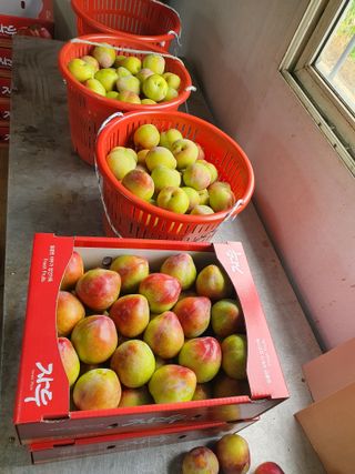 자두향기(박갑준)님의 우리지역 대표작물 자랑하기 · 참여글 작성글 사진