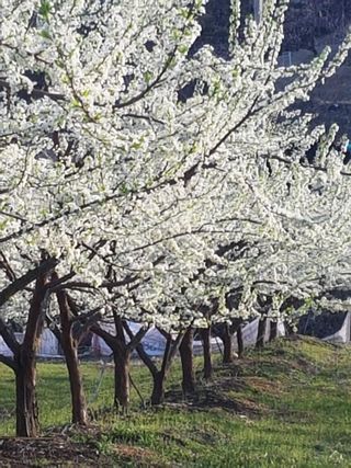 자두향기(박갑준)님의 우리지역 대표작물 자랑하기 · 참여글 작성글 사진