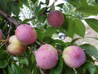 자두향기(박갑준)님의 우리지역 대표작물 자랑하기 · 참여글 작성글 사진