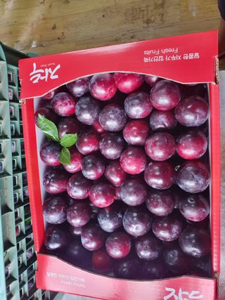 자두향기(박갑준)님의 우리지역 대표작물 자랑하기 · 참여글 작성글 사진