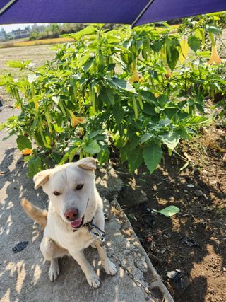 자두향기(박갑준)님의 우리지역 대표작물 자랑하기 · 참여글 작성글 사진