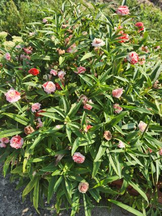 자두향기(박갑준)님의 우리지역 대표작물 자랑하기 · 참여글 작성글 사진