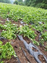 팜모닝 우리지역 대표작물 자랑하기·참여글 게시글 이미지