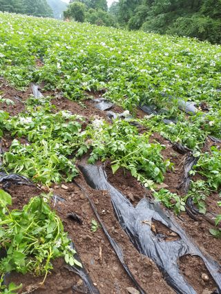 산사람님의 우리지역 대표작물 자랑하기 · 참여글 작성글 사진