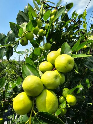 망운천지향토농원님의 우리지역 대표작물 자랑하기 · 참여글 작성글 사진