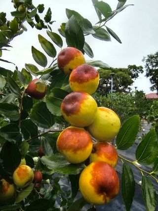 망운천지향토농원님의 우리지역 대표작물 자랑하기 · 참여글 작성글 사진