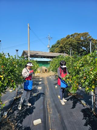 망운천지향토농원님의 우리지역 대표작물 자랑하기 · 참여글 작성글 사진