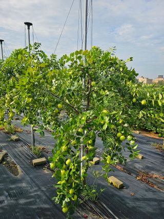 망운천지향토농원님의 우리지역 대표작물 자랑하기 · 참여글 작성글 사진