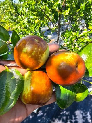 망운천지향토농원님의 우리지역 대표작물 자랑하기 · 참여글 작성글 사진