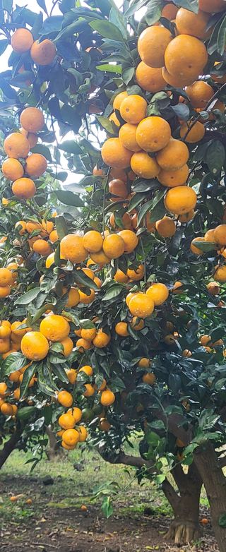 문도연님의 우리지역 대표작물 자랑하기 · 참여글 작성글 사진