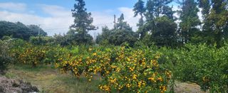 문도연님의 우리지역 대표작물 자랑하기 · 참여글 작성글 사진