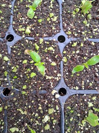 촬스리님의 고추 · 병해충상담 작성글 사진