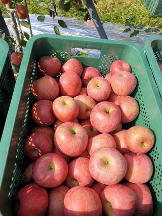 다나농원 이진우님의 우리지역 대표작물 자랑하기 · 참여글 작성글 사진