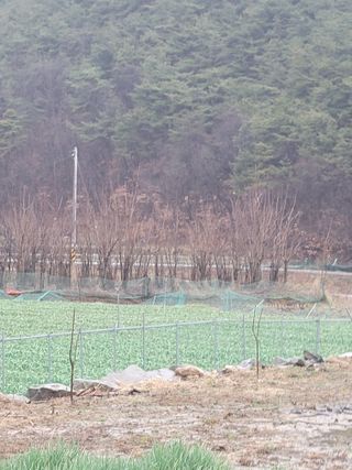 나미공주님의 우리지역 대표작물 자랑하기 · 참여글 작성글 사진