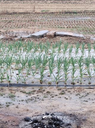 나미공주님의 우리지역 대표작물 자랑하기 · 참여글 작성글 사진