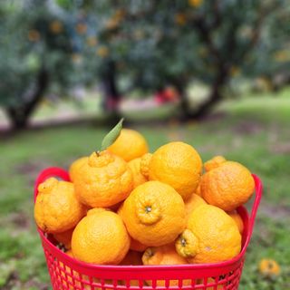 김영미(용흥팜)님의 우리지역 대표작물 자랑하기 · 참여글 작성글 사진