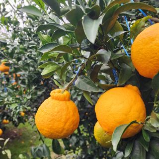 김영미(용흥팜)님의 우리지역 대표작물 자랑하기 · 참여글 작성글 사진