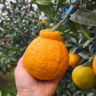 김영미(용흥팜)님의 우리지역 대표작물 자랑하기 · 참여글 작성글 사진