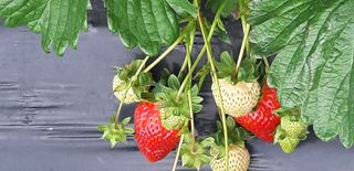 부금리(금강농원)님의 우리지역 대표작물 자랑하기 · 참여글 작성글 사진