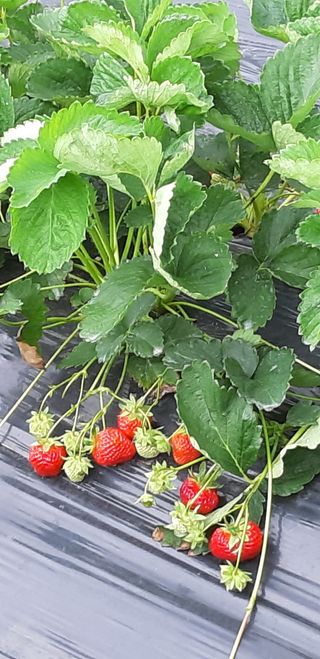 부금리(금강농원)님의 우리지역 대표작물 자랑하기 · 참여글 작성글 사진