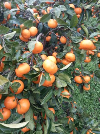 부금리(금강농원)님의 우리지역 대표작물 자랑하기 · 참여글 작성글 사진