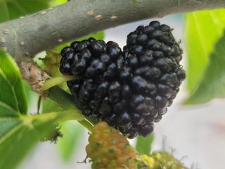 내츄럴팜 채명심님의 우리지역 대표작물 자랑하기 · 참여글 작성글 사진