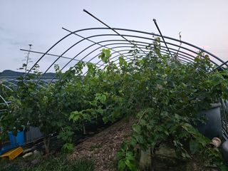 내츄럴팜 채명심님의 우리지역 대표작물 자랑하기 · 참여글 작성글 사진