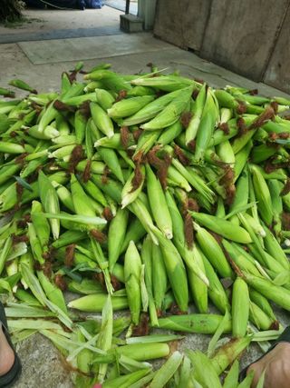 Sky님의 우리지역 대표작물 자랑하기 · 참여글 작성글 사진