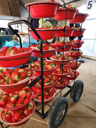 김장수님의 우리지역 대표작물 자랑하기 · 참여글 작성글 사진