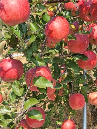 박찬호님의 우리지역 대표작물 자랑하기 · 참여글 작성글 사진