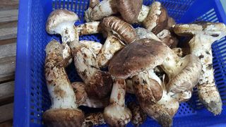 박찬호님의 우리지역 대표작물 자랑하기 · 참여글 작성글 사진