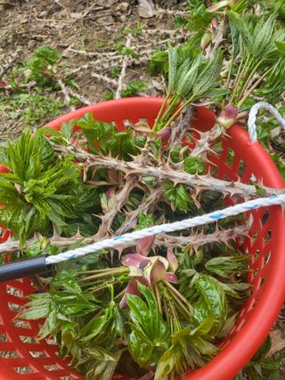 박찬호님의 우리지역 대표작물 자랑하기 · 참여글 작성글 사진