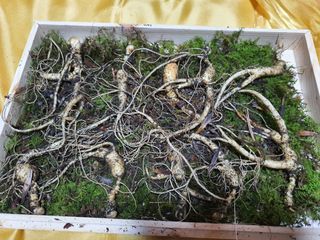 신수현님의 우리지역 대표작물 자랑하기 · 참여글 작성글 사진