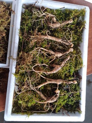 신수현님의 우리지역 대표작물 자랑하기 · 참여글 작성글 사진