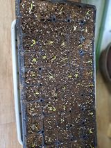 팜모닝 콩·자유게시판 게시글 이미지