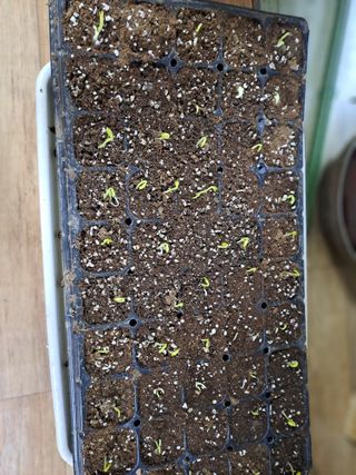 곽해영님의 콩 · 자유게시판 작성글 사진