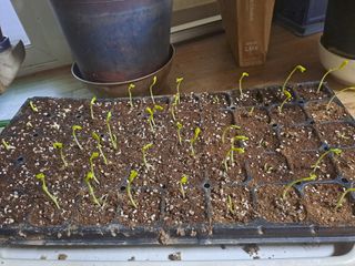 곽해영님의 콩 · 자유게시판 작성글 사진