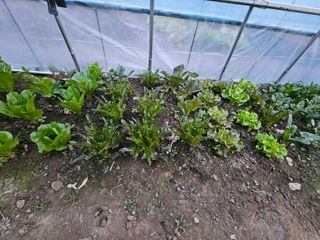 은태농장님의 우리지역 대표작물 자랑하기 · 참여글 작성글 사진