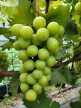 팜모닝 우리지역 대표작물 자랑하기·참여글 게시글 이미지